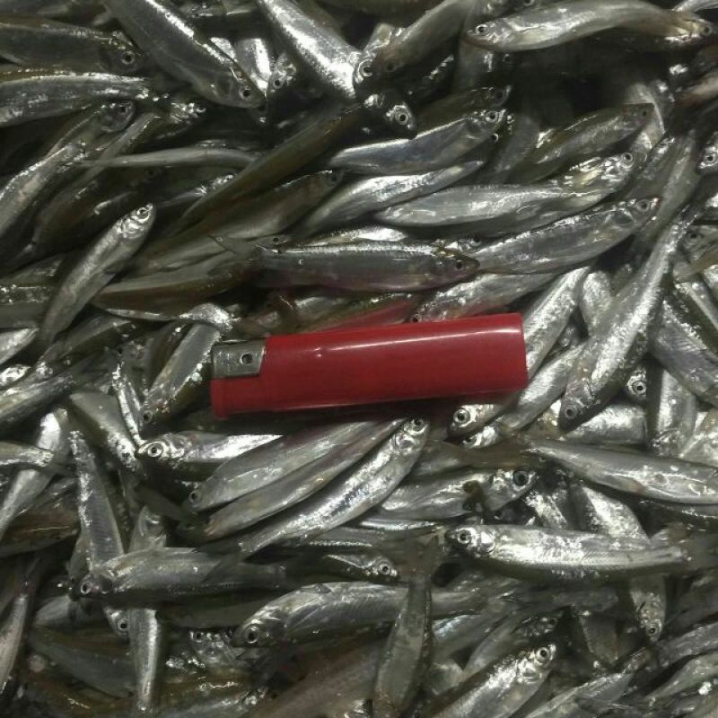 小白鱼