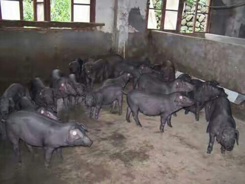 大型种猪场直销原种苏太母猪基地猪场直销货到付款