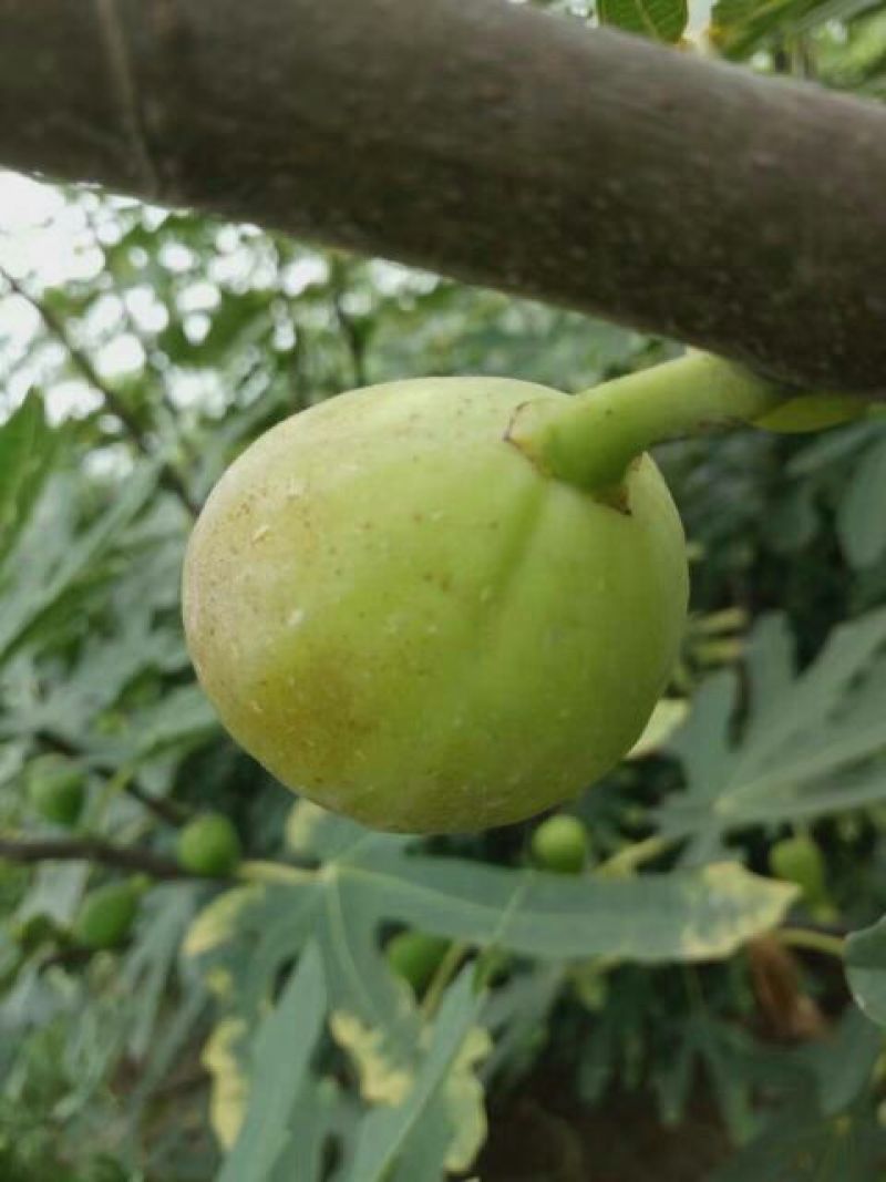 大量出售无花果苗布兰瑞克波姬红品种齐全价格优惠
