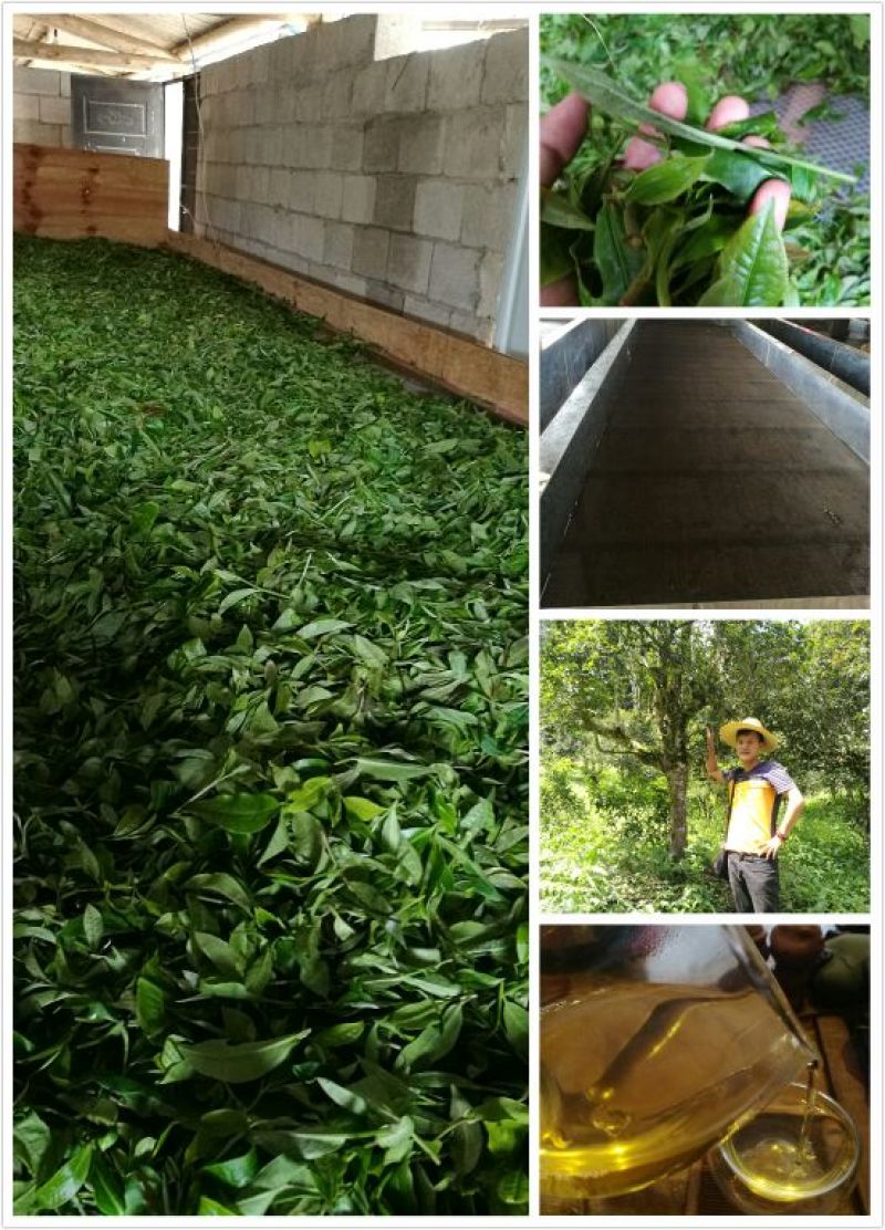 古树茶特级