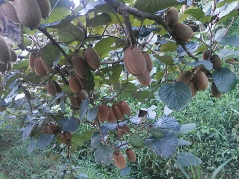 贵长猕猴桃70~90克