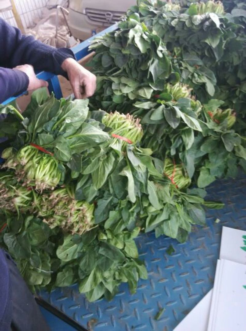 大叶菠菜25~30厘米