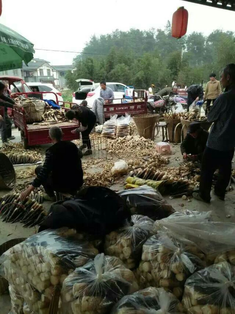 雷竹笋，基地直销，可全国配送，欢迎各位朋友来咨询！