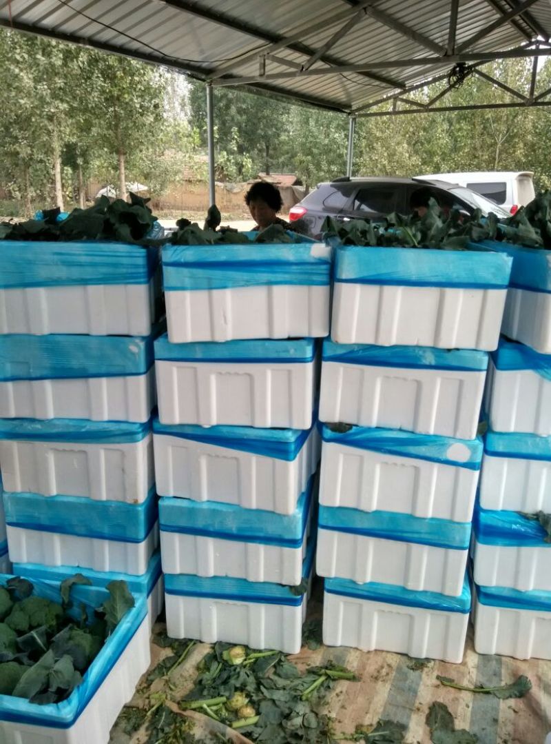【商超批发市场商超供应】炎秀耐寒优秀西兰花有机花菜