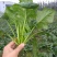 全能菠菜30~35厘米