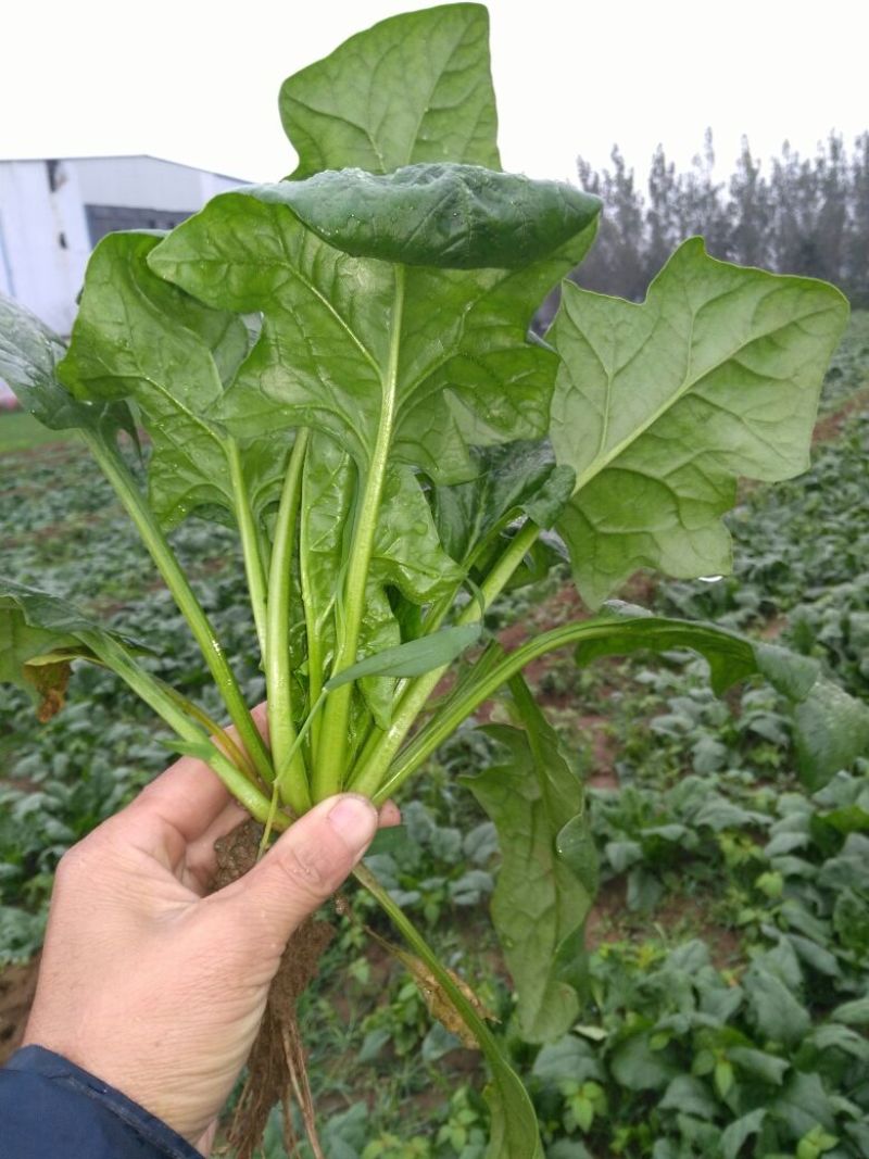 全能菠菜30~35厘米