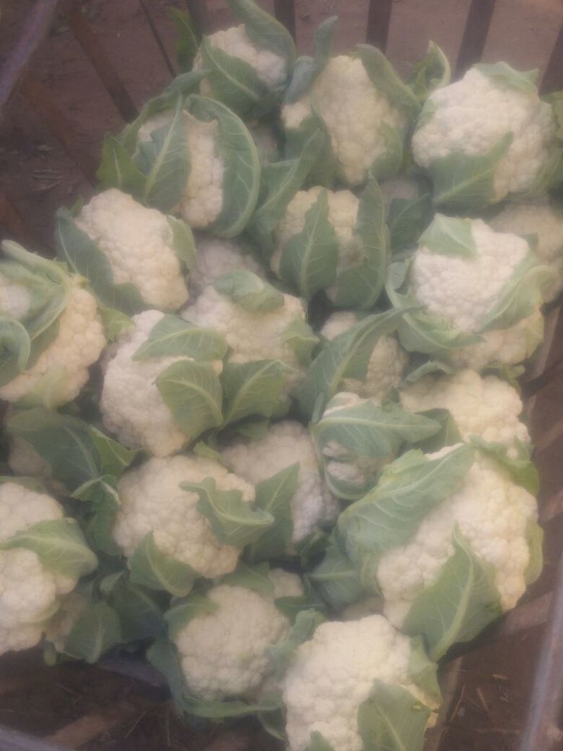 白花菜包装