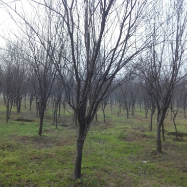 河南鄢陵红叶李生产基地
