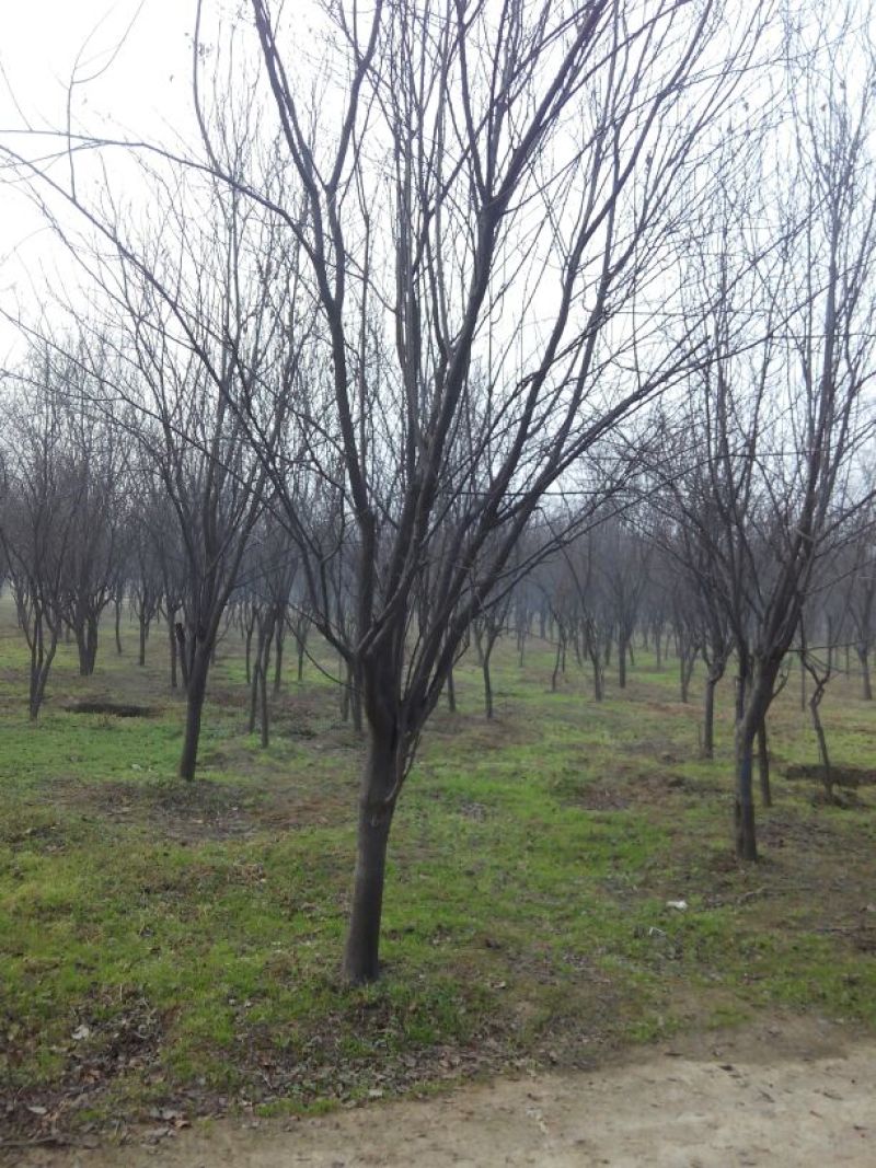 河南鄢陵红叶李生产基地