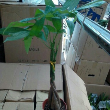 发财树带盆栽好
