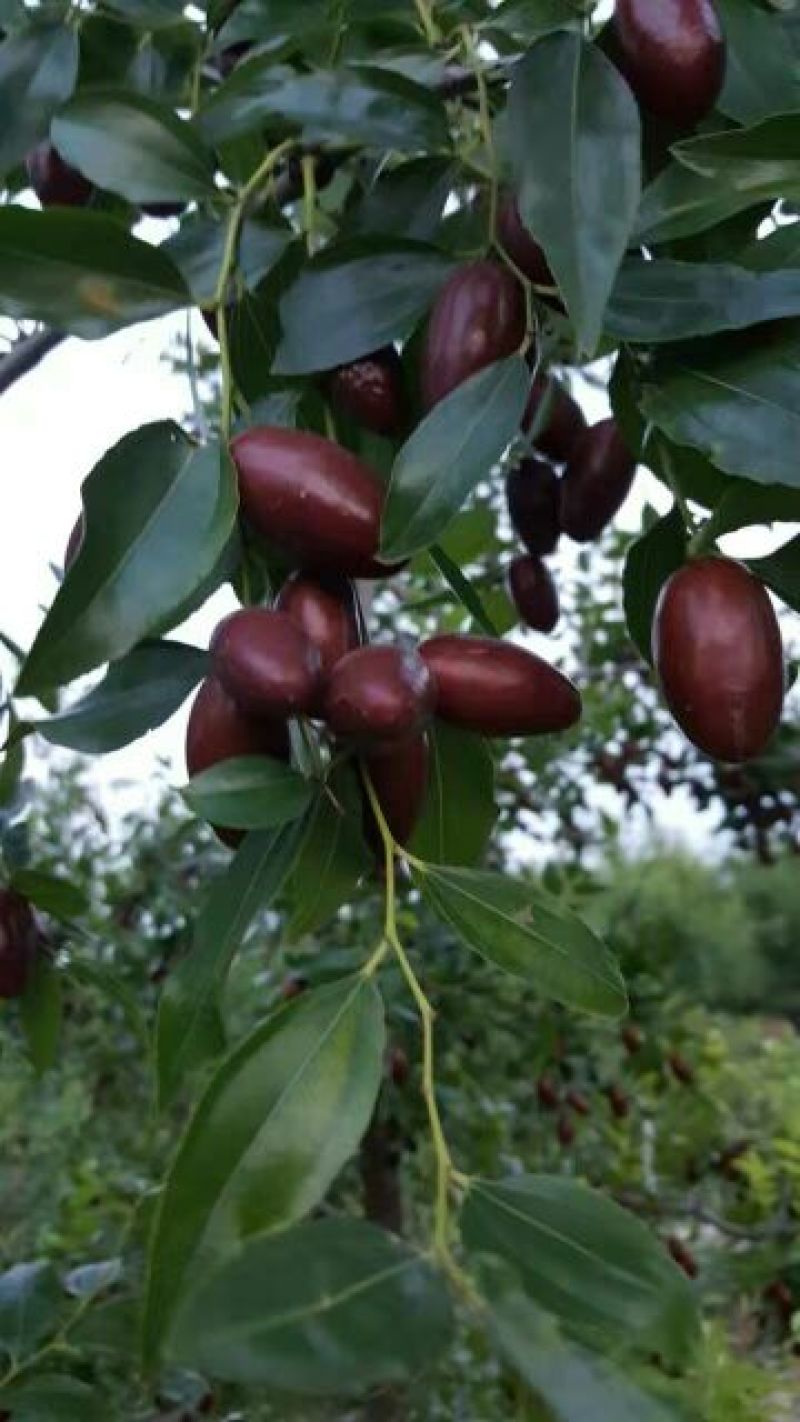 大枣苗30~50cm