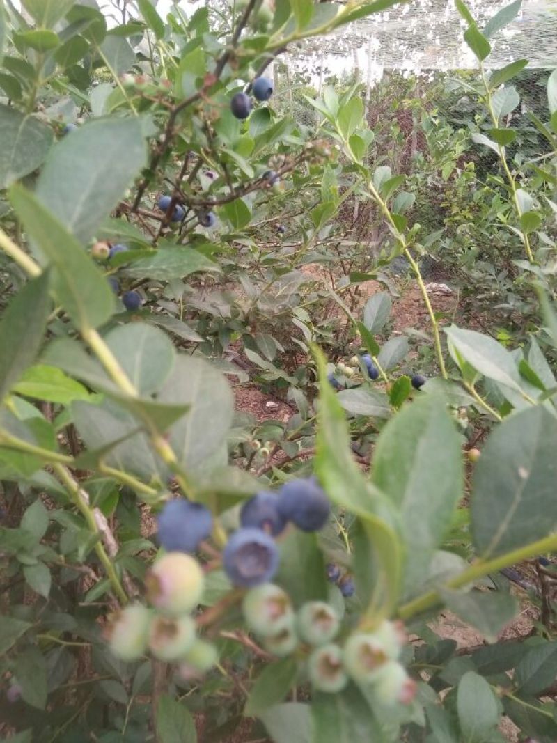 蓝莓4~6mm以上