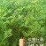 花生鲜货带壳