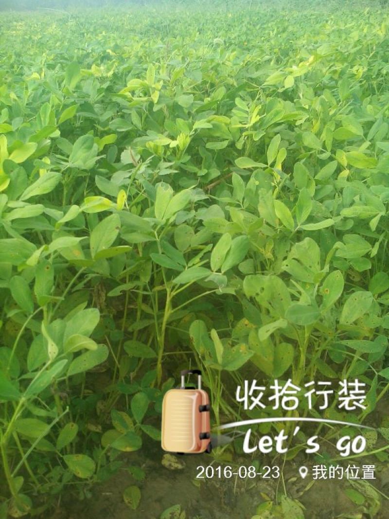 花生鲜货带壳