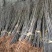 黄山栾树
