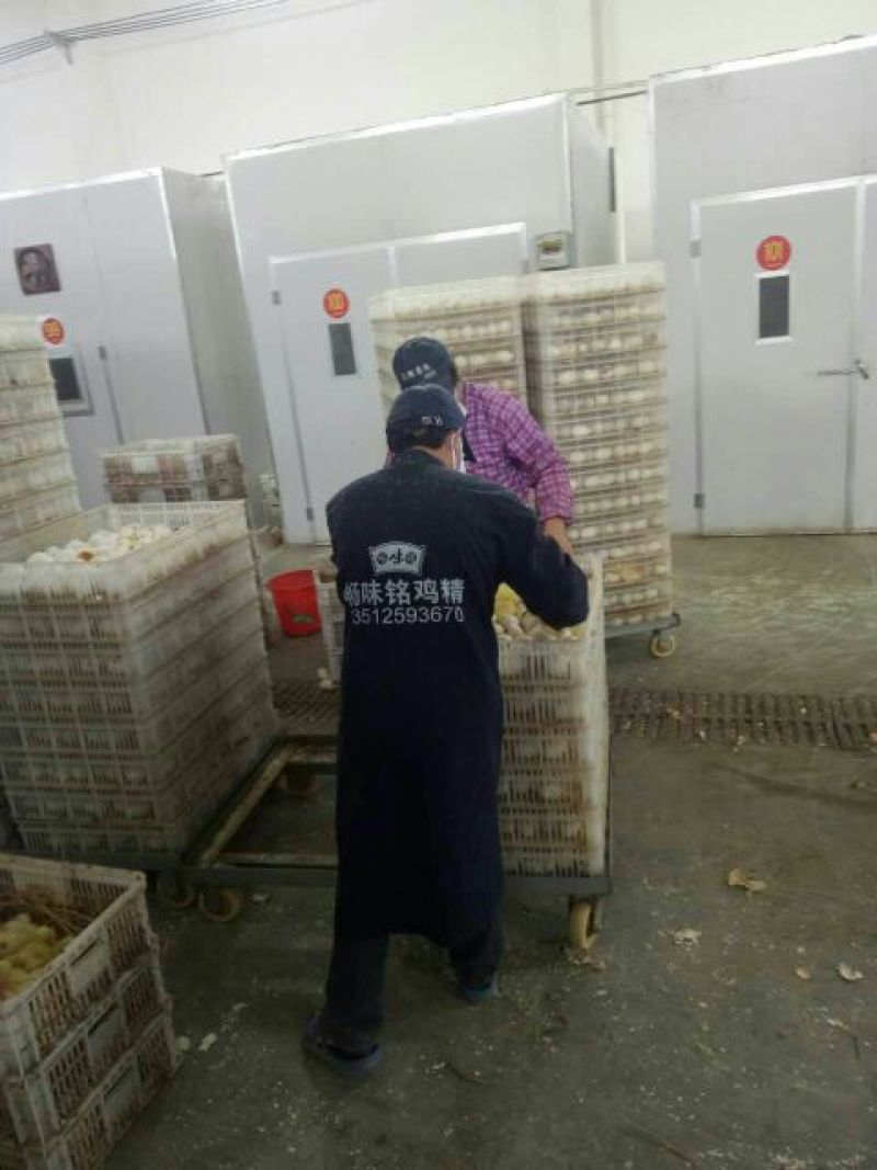 鹅苗250g以下