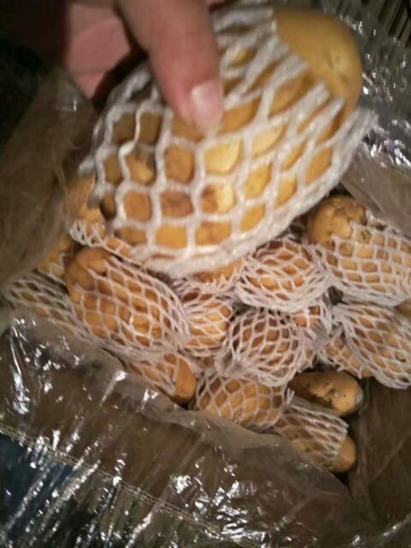荷兰十五土豆2两以上货源充足，价格便宜