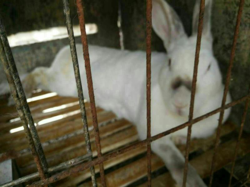 兔子养殖、肉兔种兔公羊兔比利时兔新西兰兔价格利润