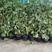 盆栽葡萄30~50cm