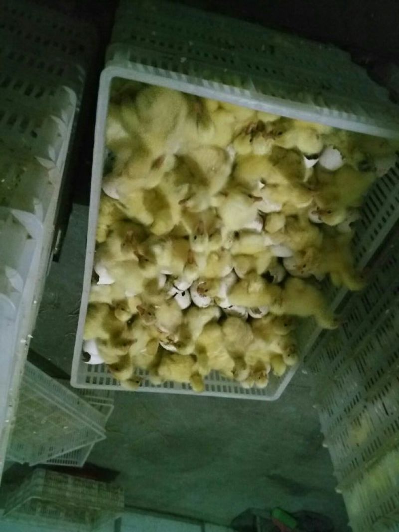 鹅苗250g以下