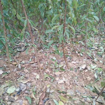 脆红李子树苗50~100cm