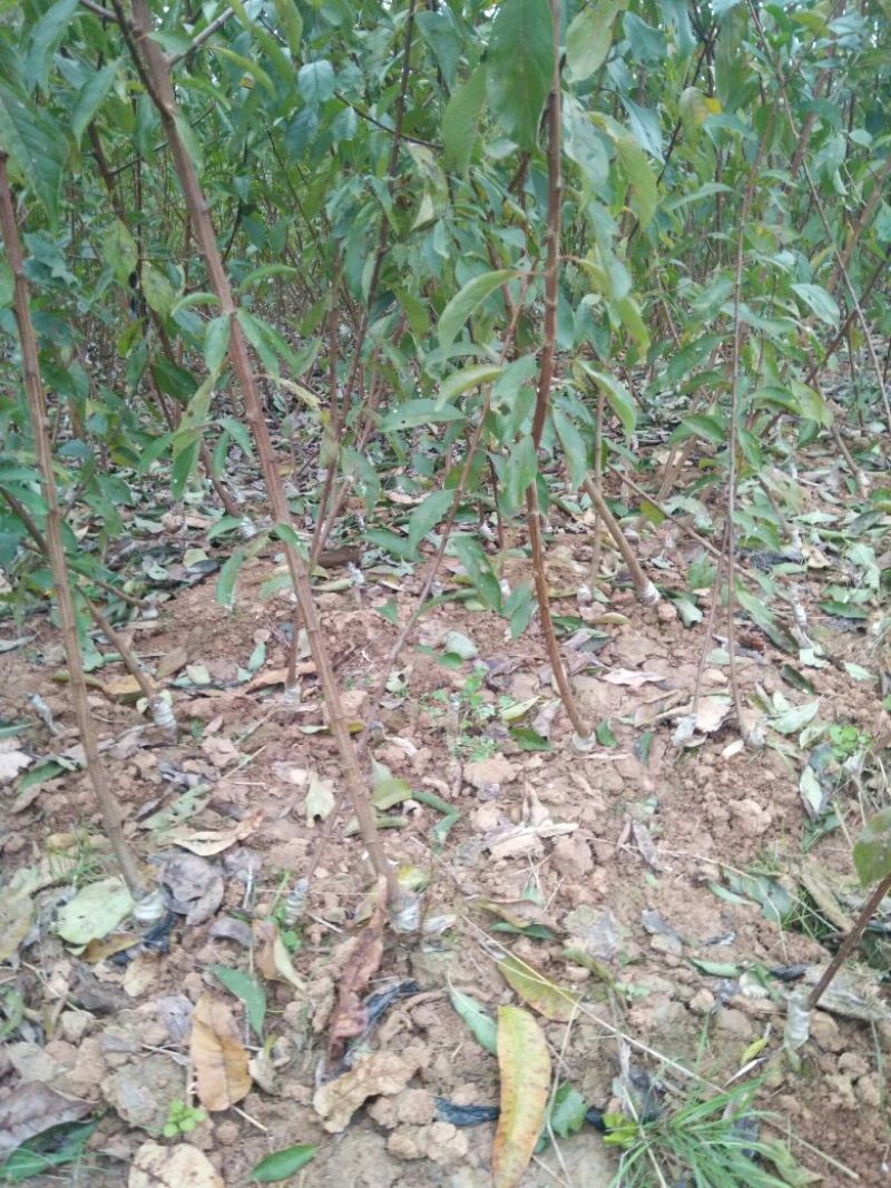 脆红李子树苗50~100cm