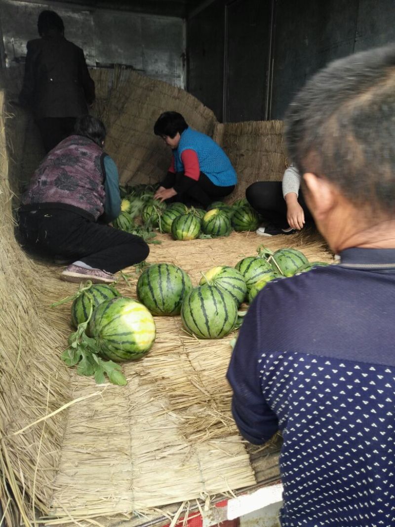 山东西瓜大棚西瓜甜王西瓜10斤打底包熟包甜