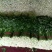 西芹45cm以上