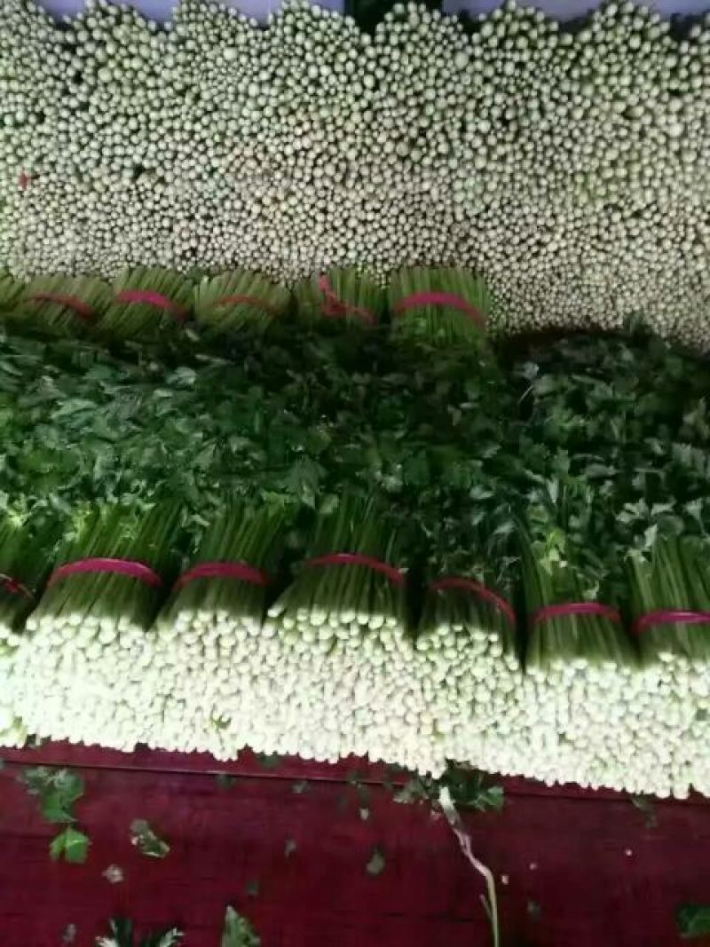西芹45cm以上