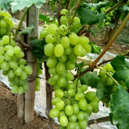 河北邢台市广宗县维多利亚葡萄 1~2斤 5%以下