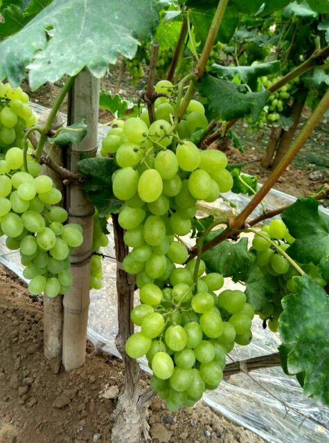 河北邢台市广宗县维多利亚葡萄 1~2斤 5%以下