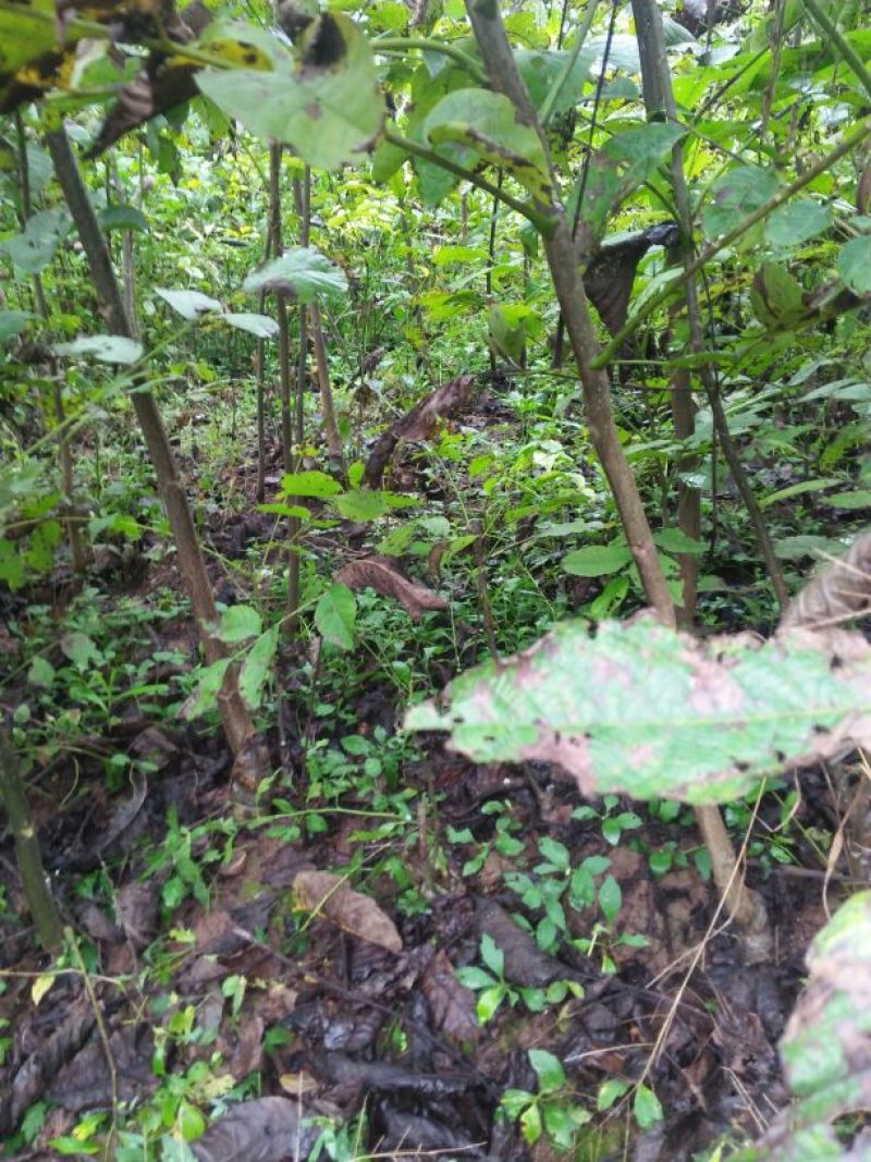 核桃苗一年苗50~100cm