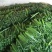 刺黄瓜25公分以上干花带刺