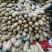 金韩蜜本南瓜2~3斤以上长条形