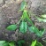 小叶菠菜15~20厘米