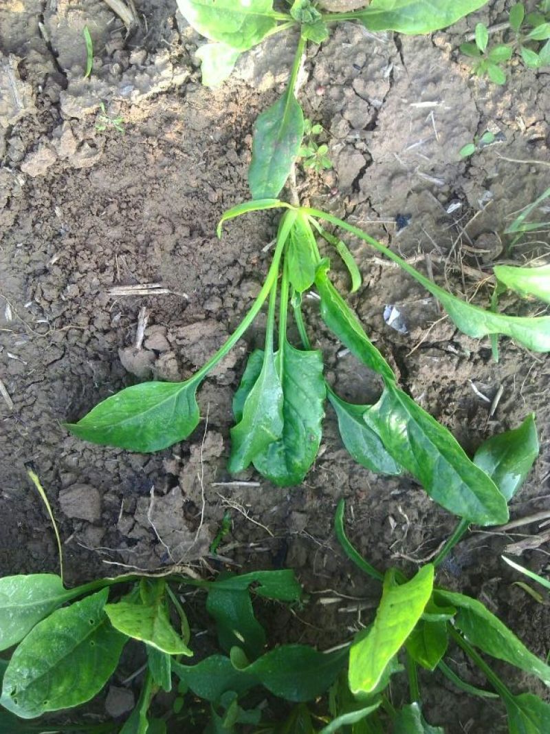 小叶菠菜15~20厘米