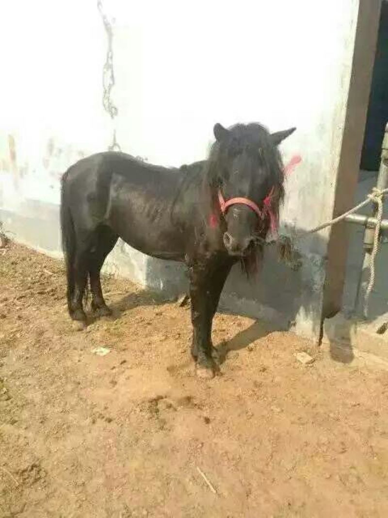 肉马100~200kg