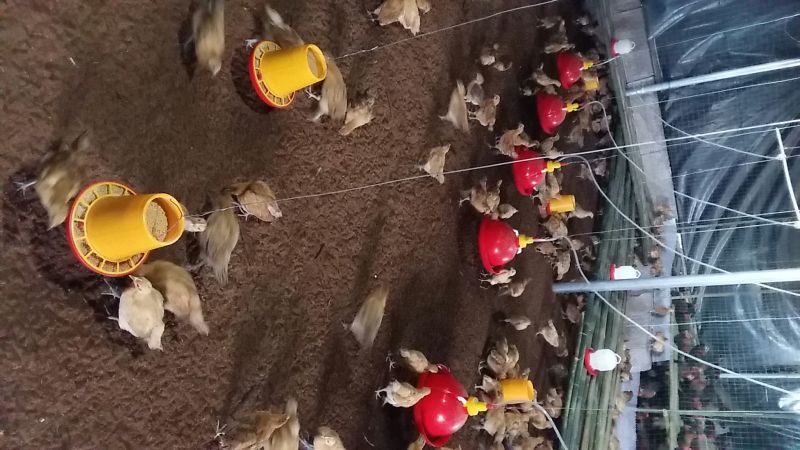 土鸡苗1斤以下