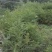 红豆衫1.5~2m