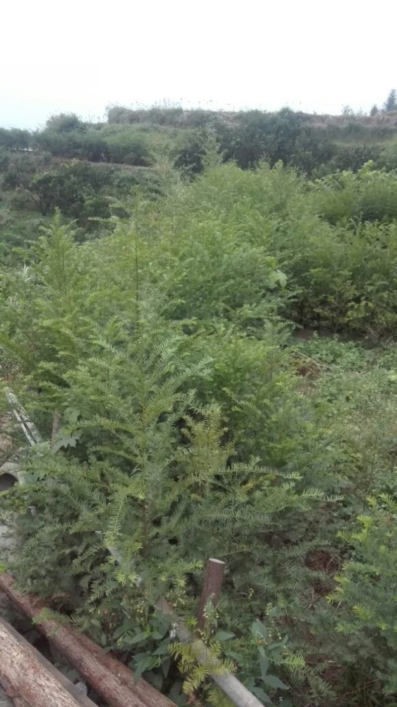 红豆衫1.5~2m