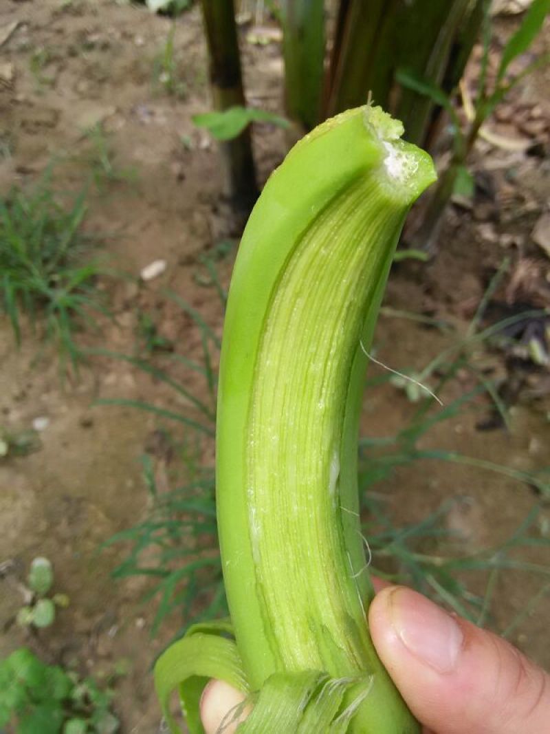 巴西香蕉七成熟