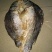 鲤鱼干
