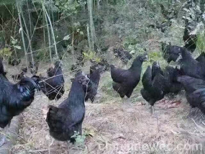 鸡苗500克以下脱温苗