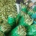 黄玉米20~30%