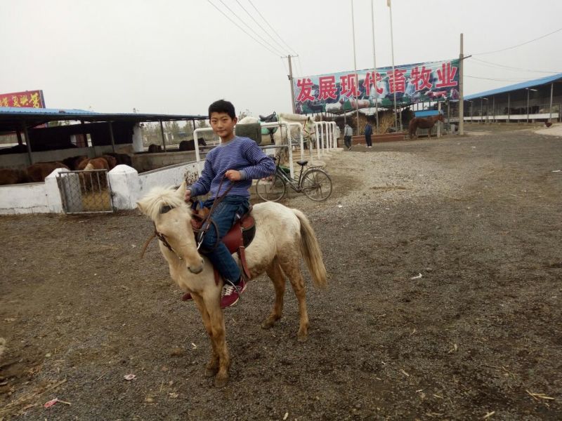 矮马100~200kg