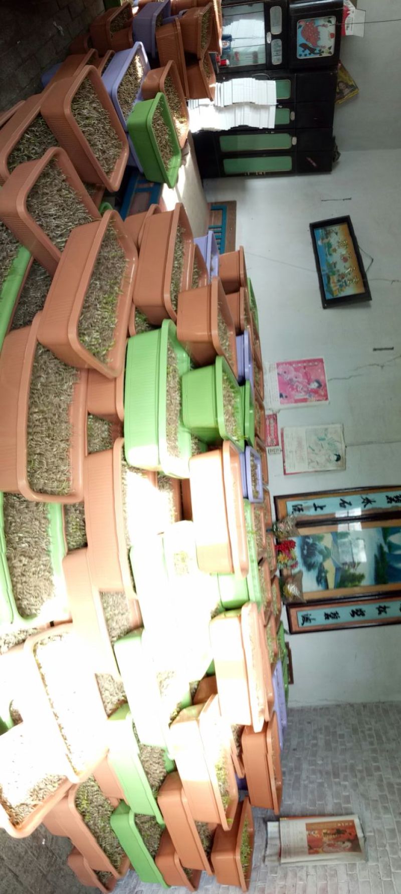 韭黄头茬20~30公分