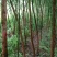 垂柳6~8cm