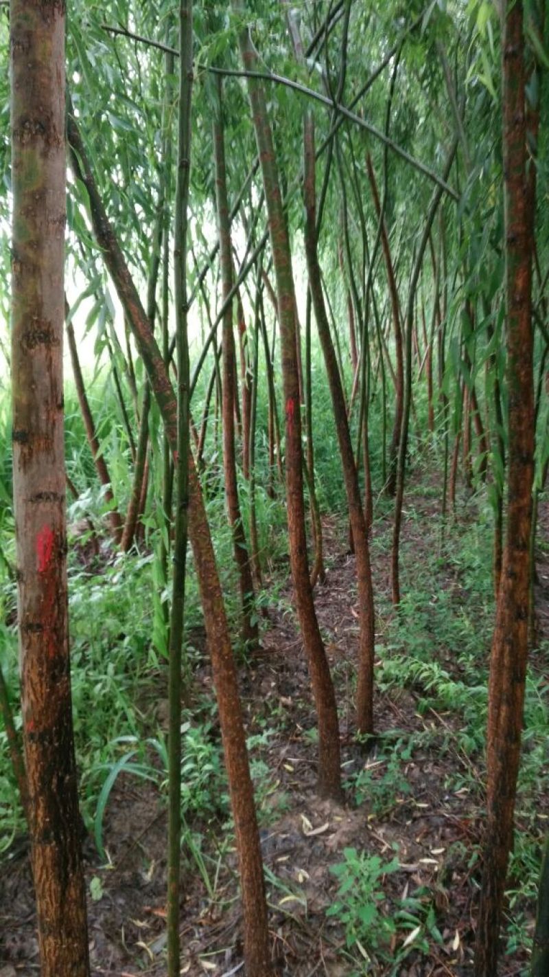 垂柳6~8cm