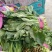 大叶菠菜25~30厘米