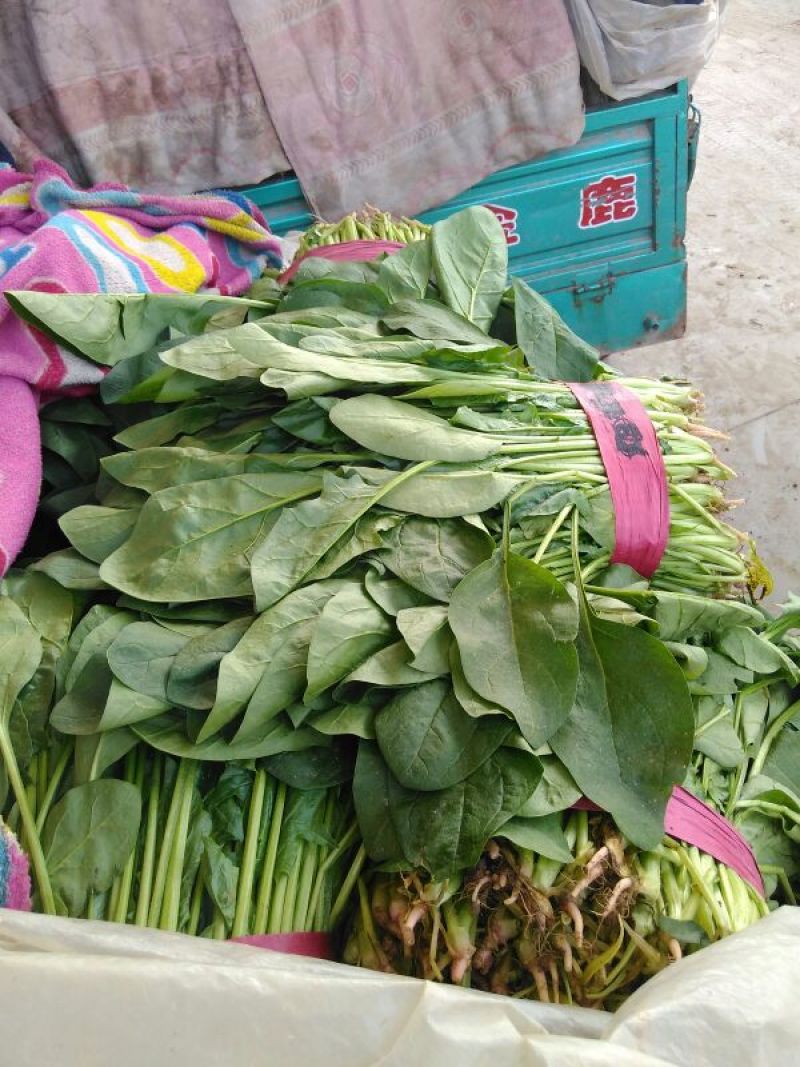 大叶菠菜25~30厘米